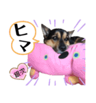 ジャビとココとLINE仲間のペットたちpart 1（個別スタンプ：13）