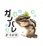 ジャビとココとLINE仲間のペットたちpart 1（個別スタンプ：14）