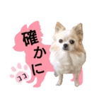 ジャビとココとLINE仲間のペットたちpart 1（個別スタンプ：15）