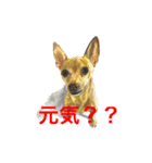 愉快な動物画（個別スタンプ：6）