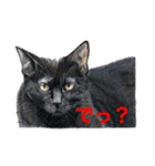 愉快な動物画（個別スタンプ：12）
