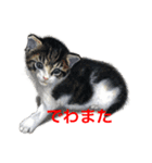 愉快な動物画（個別スタンプ：14）
