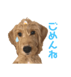 ラブラドゥードルウーフくん（個別スタンプ：1）