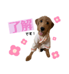 ラブラドゥードルウーフくん（個別スタンプ：14）