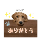 ラブラドゥードルウーフくん（個別スタンプ：15）