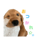 ラブラドゥードルウーフくん（個別スタンプ：17）