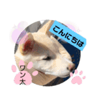 白柴ワン太日常3（個別スタンプ：4）