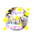 白柴ワン太日常3（個別スタンプ：5）