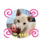 白柴ワン太日常3（個別スタンプ：8）