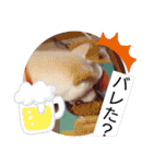 白柴ワン太日常3（個別スタンプ：10）