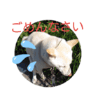 白柴ワン太日常3（個別スタンプ：11）