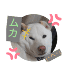 白柴ワン太日常3（個別スタンプ：15）