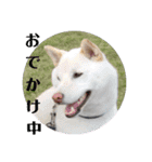 白柴ワン太日常3（個別スタンプ：16）
