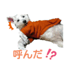 コユたんスタンプ❤（個別スタンプ：16）