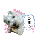 コユたんスタンプ❤（個別スタンプ：17）