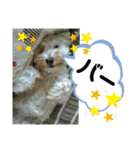 コユたんスタンプ❤（個別スタンプ：19）