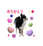 犬とねこの写真スタンプ（個別スタンプ：2）