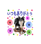 犬とねこの写真スタンプ（個別スタンプ：3）