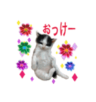 犬とねこの写真スタンプ（個別スタンプ：5）