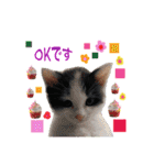 犬とねこの写真スタンプ（個別スタンプ：6）