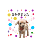 犬とねこの写真スタンプ（個別スタンプ：8）
