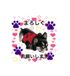 犬とねこの写真スタンプ（個別スタンプ：11）