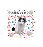 犬とねこの写真スタンプ（個別スタンプ：13）