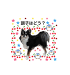 犬とねこの写真スタンプ（個別スタンプ：14）