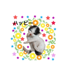 犬とねこの写真スタンプ（個別スタンプ：16）