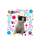 犬とねこの写真スタンプ（個別スタンプ：17）