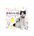 犬とねこの写真スタンプ（個別スタンプ：18）