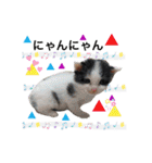犬とねこの写真スタンプ（個別スタンプ：19）
