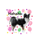 犬とねこの写真スタンプ（個別スタンプ：22）