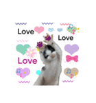 犬とねこの写真スタンプ（個別スタンプ：23）