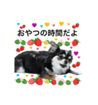 犬とねこの写真スタンプ（個別スタンプ：24）