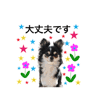 犬とねこの写真スタンプ（個別スタンプ：26）