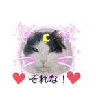 犬とねこの写真スタンプ（個別スタンプ：27）