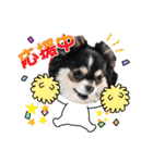 犬とねこの写真スタンプ（個別スタンプ：28）