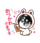 犬とねこの写真スタンプ（個別スタンプ：30）