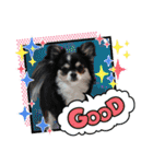 犬とねこの写真スタンプ（個別スタンプ：32）