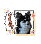 犬とねこの写真スタンプ（個別スタンプ：33）