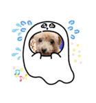 犬とねこの写真スタンプ（個別スタンプ：35）