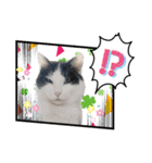 犬とねこの写真スタンプ（個別スタンプ：36）