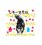 犬とねこの写真スタンプ（個別スタンプ：37）