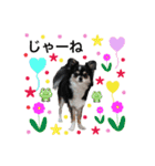 犬とねこの写真スタンプ（個別スタンプ：38）