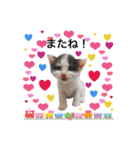 犬とねこの写真スタンプ（個別スタンプ：39）