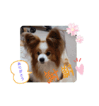 ぱぴぱぴパピヨン22（個別スタンプ：4）