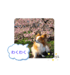 ぱぴぱぴパピヨン22（個別スタンプ：8）