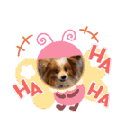 ぱぴぱぴパピヨン22（個別スタンプ：12）