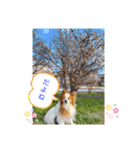 ぱぴぱぴパピヨン22（個別スタンプ：13）